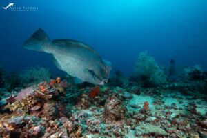 Giant Pump Head Parrot Fish - Raja Ampat SCUBA Diving