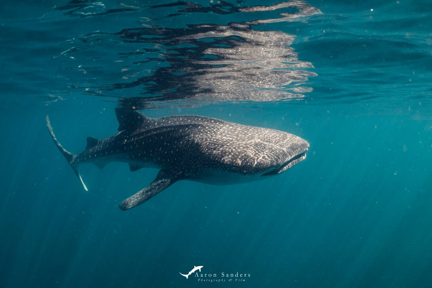 Whale Shark Baby Best Places To Swim Or Dive With Whale Sharks Our Whale Shark Baby Best Places To Swim Or Dive With Whale Sharks Our